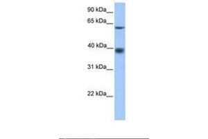 Image no. 1 for anti-Major Facilitator Superfamily Domain Containing 4 (MFSD4) (AA 151-200) antibody (ABIN6739411) (MFSD4 anticorps  (AA 151-200))