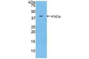 Detection of Recombinant MUC6, Human using Polyclonal Antibody to Mucin 6 (MUC6) (MUC6 anticorps  (AA 2338-2439))