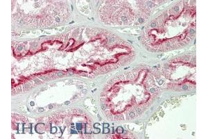IHC-P analysis of Human Kidney Tissue, with HE staining. (FOLR1 anticorps  (AA 25-234))