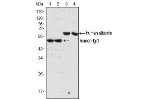 Western Blot showing IgG antibody (lane 1, 2) and Albumin antibody (lane 3, 4) used against human serum (lane 1, 3) and plasma (lane 2, 4). (Souris anti-Humain IgG Anticorps)