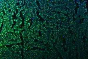 IF analysis of KAP1 using anti-KAP1 antibody (ABIN3043491). (KAP1 anticorps  (AA 699-835))