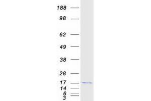 Validation with Western Blot