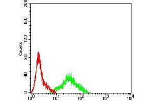Flow cytometric analysis of SK-N-SH cells using APEX1 mouse mAb (green) and negative control (red). (APEX1 anticorps  (AA 219-318))