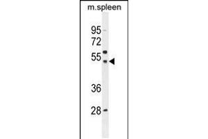 Western blot analysis in mouse spleen tissue lysates (35ug/lane). (SLC16A13 anticorps  (C-Term))