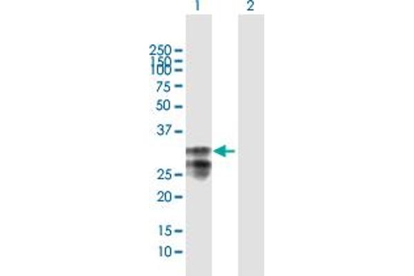 MPZL1 anticorps  (AA 1-269)