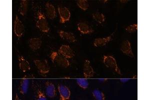 Immunofluorescence analysis of U-2 OS cells using TSFM Polyclonal Antibody at dilution of 1:100 (40x lens).