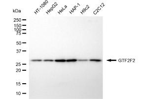 Western blotting analysis using GTF2F2 antibody (ABIN7798708). (Recombinant GTF2F2 anticorps)