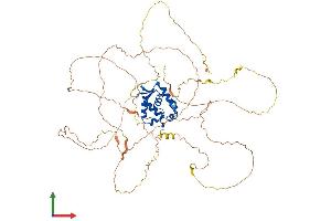 AlphaFold protein structure predicition of Mouse Recombinant Foxn1 Protein, UniprotID Q61575