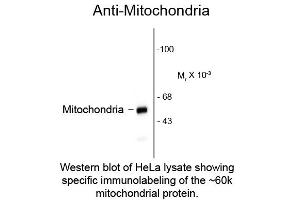 Western blot of Anti-Mitochondria (Mouse) Antibody - 209-301-D79 Western Blot of Anti-Mitochondria (Mouse) Antibody. (Mitochondria anticorps)