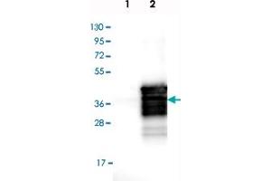Western blot analysis of Lane 1: Negative control (vector only transfected HEK293T lysate), Lane 2: Over-expression Lysate (Co-expressed with a C-terminal myc-DDK tag (~3. (SIX Homeobox 1 anticorps)