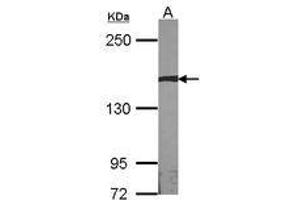 Image no. 1 for anti-Autism Susceptibility Candidate 2 (AUTS2) (AA 524-770) antibody (ABIN467523) (AUTS2 anticorps  (AA 524-770))