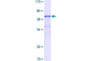 Image no. 1 for Poliovirus Receptor (PVR) protein (GST tag) (ABIN1316931)
