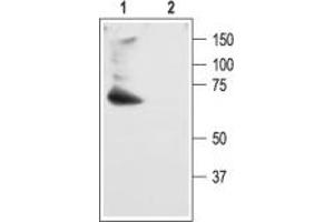 Western blot analysis of rat brain membranes: - 1. (KCND2 anticorps  (C-Term, Intracellular))