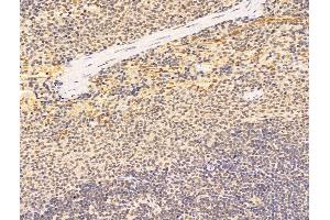 ABIN7094775 and ABIN7098826 at 1/100 staining Rat spleen tissue by IHC-P. (AES anticorps  (N-Term))