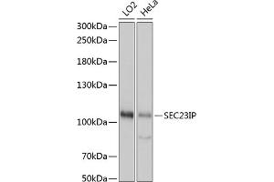 Western blot analysis of extracts of various cell lines, using SEC23IP antibody (ABIN7270170) at 1:1000 dilution. (SEC23IP anticorps  (AA 600-940))