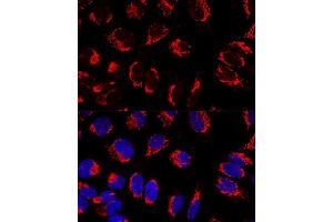 Confocal immunofluorescence analysis of U2OS cells using IMMT Polyclonal Antibody (ABIN3016601, ABIN3016602, ABIN3016603 and ABIN6219796) at dilution of 1:100.