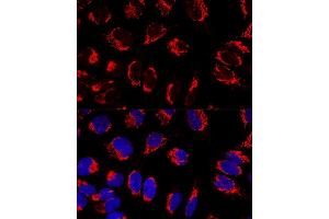 Confocal immunofluorescence analysis of U2OS cells using IMMT Polyclonal Antibody (ABIN3016601, ABIN3016602, ABIN3016603 and ABIN6219796) at dilution of 1:100. (IMMT anticorps  (AA 120-270))