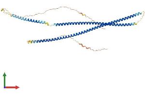 AlphaFold protein structure predicition of Mouse Recombinant Krt86 Protein, UniprotID P97861