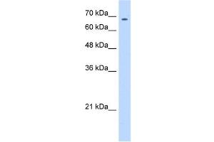 ZNF605 antibody (20R-1121) used at 0. (ZNF605 anticorps  (N-Term))