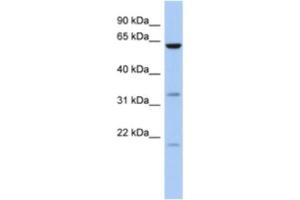 Western Blotting (WB) image for anti-Copine IX (CPNE9) antibody (ABIN2463931) (CPNE9 anticorps)