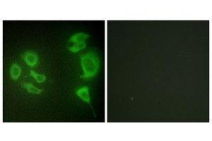 Immunofluorescence (IF) image for anti-Mitogen-Activated Protein Kinase Kinase Kinase MLT (ZAK) (C-Term) antibody (ABIN1850018)