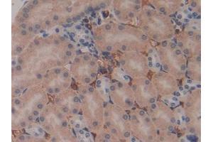 Detection of PZP in Mouse Kidney Tissue using Polyclonal Antibody to Pregnancy Zone Protein (PZP)