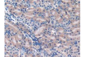 IHC-P analysis of Mouse Kidney Tissue, with DAB staining. (FAM19A2 anticorps  (AA 31-119))