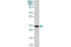 HDHD3 MaxPab polyclonal antibody.