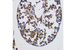 Immunohistochemistry of paraffin-embedded Mouse testis using TEX101 Rabbit pAb (ABIN7270773) at dilution of 1:100 (40x lens). (TEX101 anticorps)