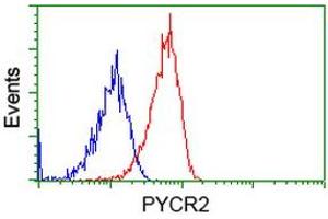 Image no. 2 for anti-Pyrroline-5-Carboxylate Reductase Family, Member 2 (PYCR2) antibody (ABIN1499983) (PYCR2 anticorps)