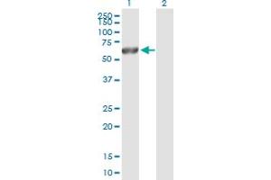 Western Blot analysis of CAMK2G expression in transfected 293T cell line by CAMK2G MaxPab polyclonal antibody. (CAMKII gamma anticorps  (AA 1-527))