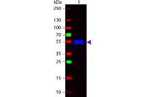 Western Blot of Fluorescein conjugated Goat Anti-Monkey IgG (gamma chain) secondary antibody. (Chèvre anti-Singe IgG (Heavy Chain) Anticorps (FITC) - Preadsorbed)