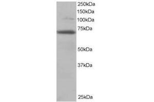 Image no. 1 for anti-Ran GTPase Activating Protein 1 (RANGAP1) (N-Term) antibody (ABIN374398) (RANGAP1 anticorps  (N-Term))