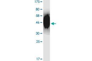 Image no. 2 for CD86 (CD86) (AA 24-246) protein (His-DYKDDDDK-Strep II Tag) (ABIN1348720)