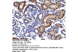 Human kidney (Aryl Hydrocarbon Receptor anticorps  (N-Term))
