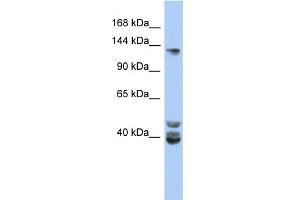 WB Suggested Anti-NCOA1 Antibody Titration:  0. (NCOA1 anticorps  (Middle Region))