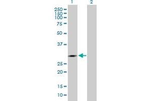 Western Blot analysis of IDI1 expression in transfected 293T cell line by IDI1 MaxPab polyclonal antibody. (IDI1 anticorps  (AA 1-228))