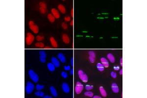 Immunofluorescence analysis of U2OS cell using POLE3 antibody. (POLE3 anticorps)