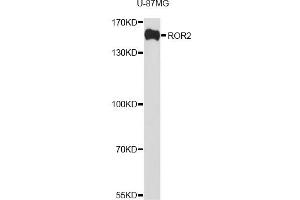 Western blot analysis of extracts of U-87MG cells, using ROR2 antibody (ABIN1876821) at 1:1000 dilution. (ROR2 anticorps)
