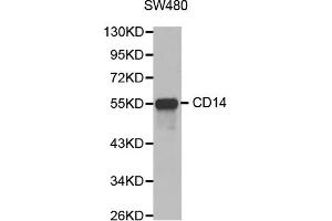 Western blot analysis of extracts of SW480 cells, using CD14 antibody (ABIN3059738). (CD14 anticorps)