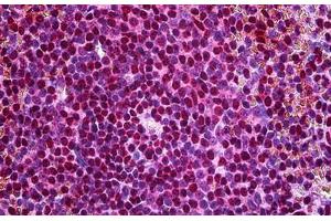 anti-Fizzy/cell Division Cycle 20 Related 1 (FZR1) (AA 1-494) antibody