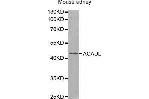 Western Blotting (WB) image for anti-Acyl-CoA Dehydrogenase, Long Chain (ACADL) (AA 31-210) antibody (ABIN6216381) (ACADL anticorps  (AA 31-210))
