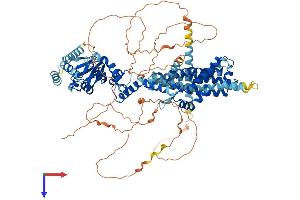 AlphaFold protein structure predicition of Mouse Recombinant Hcn1 Protein, UniprotID O88704