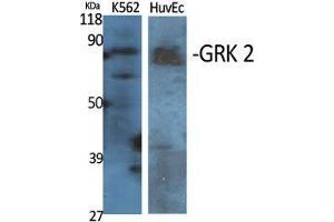 Western Blot (WB) analysis of specific cells using GRK 2 Polyclonal Antibody. (GRK2 anticorps  (Ser129))