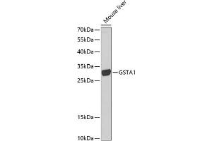 Western blot analysis of extracts of mouse liver, using GST antibody (628) at 1:1000 dilution. (GSTA1 anticorps  (AA 1-222))