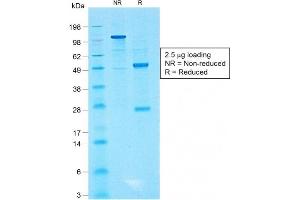 SDS-PAGE Analysis of Purified CD99 Rabbit Recombinant Monoclonal Antibody (MIC2/1495R).