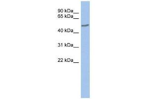 ZNF565 antibody used at 0. (ZNF565 anticorps  (Middle Region))
