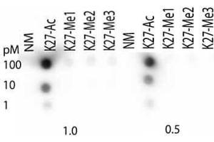 Dot Blot of Rabbit Histone H3 [ac Lys27] Antibody. (Histone 3 anticorps  (H3K27ac))