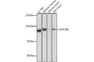 Western blot analysis of extracts of various cell lines, using STB antibody (ABIN7270311) at 1:1000 dilution. (STAT5B anticorps)