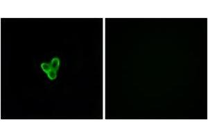 Immunofluorescence analysis of LOVO cells, using PTAFR Antibody. (PTAFR anticorps  (AA 194-243))